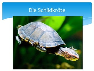 Die Schildkröte
 