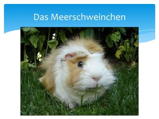 Das Meerschweinchen
 
