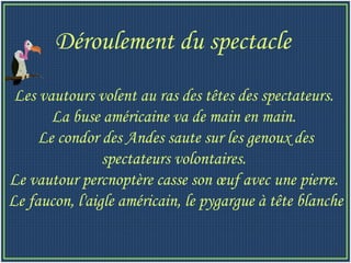 Les vautours volent au ras des têtes des spectateurs.  La buse américaine va de main en main.  Le condor des Andes saute sur les genoux des spectateurs volontaires.  Le vautour percnoptère casse son œuf avec une pierre.  Le faucon, l'aigle américain, le pygargue à tête blanche Déroulement du spectacle  