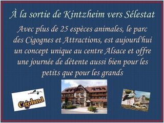 Avec plus de 25 espèces animales, le parc des Cigognes et Attractions, est aujourd'hui un concept unique au centre Alsace et offre une journée de détente aussi bien pour les petits que pour les grands À la sortie de Kintzheim vers Sélestat 