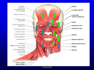 swissestetixÄnderungen der alternden HautEreignisseEpidermis……….   Dichte, Anz. Zellen, Melanozyten, Langerhans-ZellenDermis……………  Dichte, Anz. Zellen(z.B. Fibroblasten), BlutgefässeSonstige………...   Schweiß-, Talgdrüsen, HaarfollikelFolgen für die Funktion der HautWundheilung, Immunität, Bräunung, Elastizität, Dicke                  Infektion, Rauhigkeit, Trockenheit, Krebs, Fragilität, FALTEN