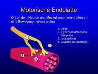 bei weitem die beliebtesten Behandlungen swissestetixBotox Botulinum-Toxin A:Gereinigtes Protein