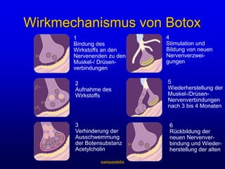 swissestetixMotorische EndplatteOrt an dem Neuron und Muskel zusammentreffen um eine Bewegung hervorzurufenAxonSynapse/ Motorische EndplatteMuskelfaserMyofibril (Muskelzelle)