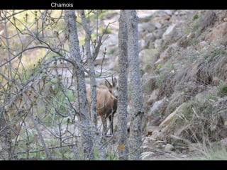 Chamois 