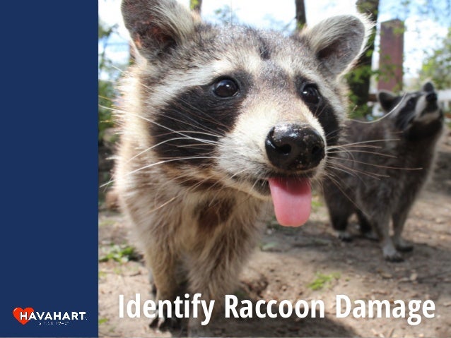 Identify animal droppings in house information