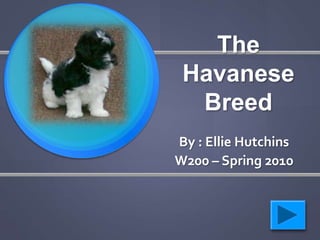 The
 Havanese
  Breed
By : Ellie Hutchins
W200 – Spring 2010
 