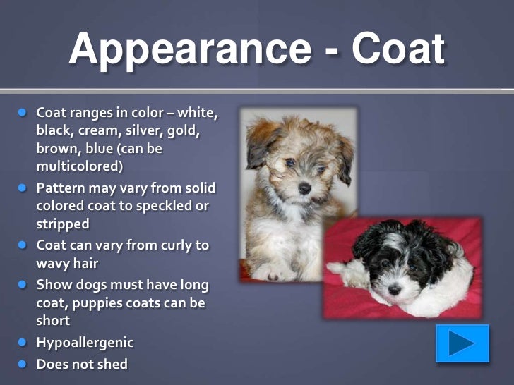 Havanese