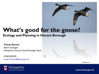 What’s good for the goose?
Ecology and Planning in Havant Borough
Tristan Norton
Senior Ecologist
Hampshire County Council Ecology Team
01962 832335
tristan.norton@hants.gov.uk
RSPBimages.com
 