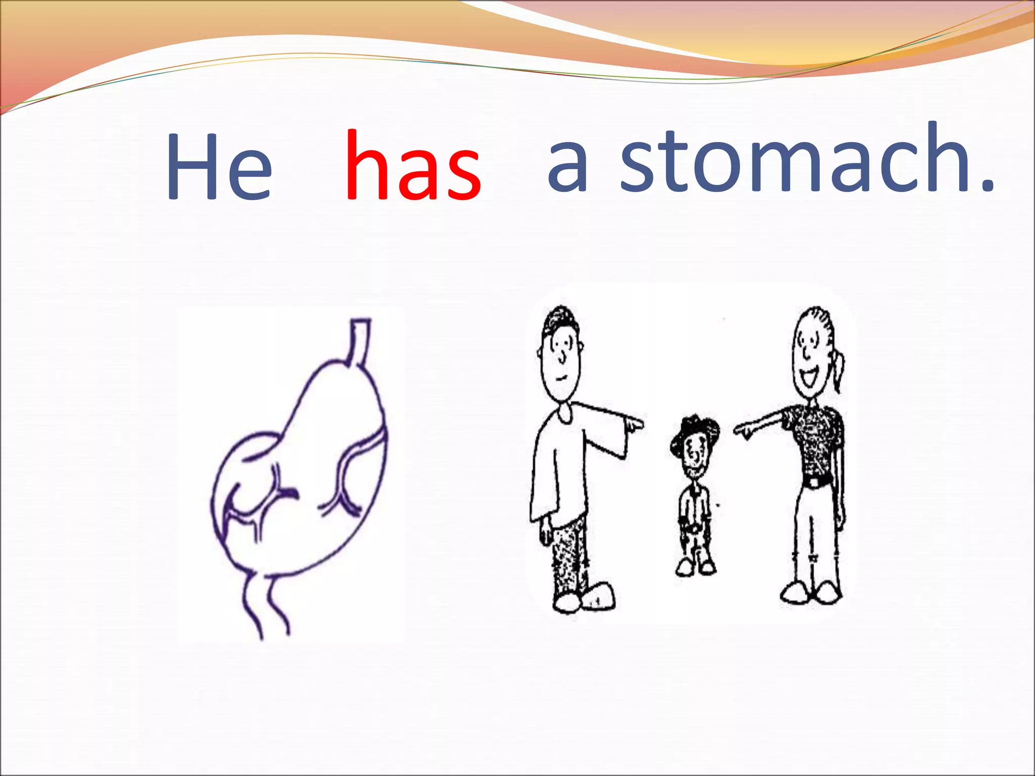 He has a stomach.