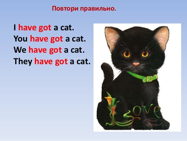 Cat перевод на русский. I have a Cat. It's got a Cat перевод на русский. Как переводится с английского на русский Cat. Как переводится кошки