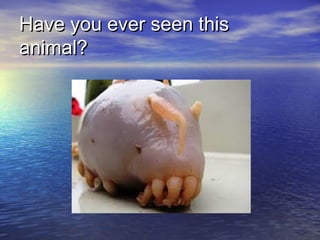 Have you ever seen thisHave you ever seen this
animal?animal?
 