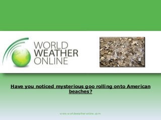 www.worldweatheronline.com
Have you noticed mysterious goo rolling onto American
beaches?
 