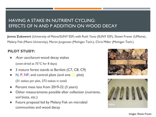 HAVING A STAKE IN NUTRIENT CYCLING:
EFFECTS OF N AND P ADDITION ON WOOD DECAY
Jenna Zukswert (University of Maine/SUNY ESF) with Ruth Yanai (SUNY ESF), Shawn Fraver (UMaine),
Melany Fisk (Miami University), Martin Jurgensen (Michigan Tech.), Chris Miller (Michigan Tech.)
Images: Shawn Fraver
PILOT STUDY:
● Acer saccharum wood decay stakes
(oven-dried at 75°C for 8 days)
● 3 mature forest stands at Bartlett (C7, C8, C9)
● N, P, NP, and control plots (and one Ca plot)
(21 stakes per plot, 273 stakes in total)
● Percent mass loss from 2019-22 (3 years)
● Other measurements possible after collection (nutrients,
soil biota, etc.)
● Future proposal led by Melany Fisk on microbial
communities and wood decay
Before
After
 