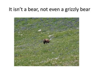 It isn’t a bear, not even a grizzly bear

 