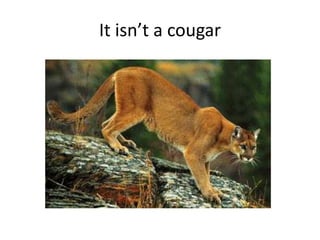 It isn’t a cougar

 