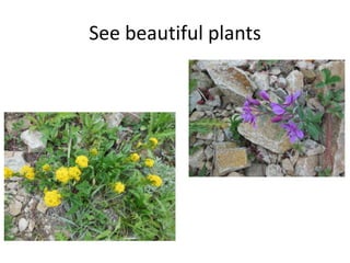 See beautiful plants

 