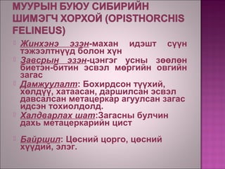 Хавтгай хорхой | PPT