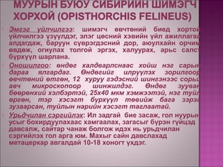 Хавтгай хорхой | PPT