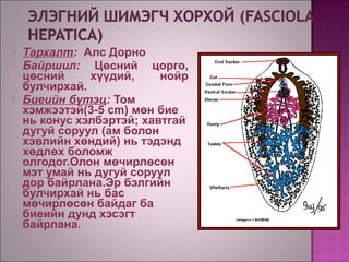 Хавтгай хорхой | PPT