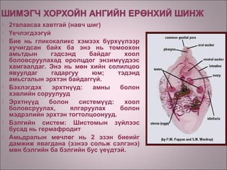 Хавтгай хорхой | PPT