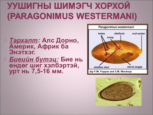 Хавтгай хорхой