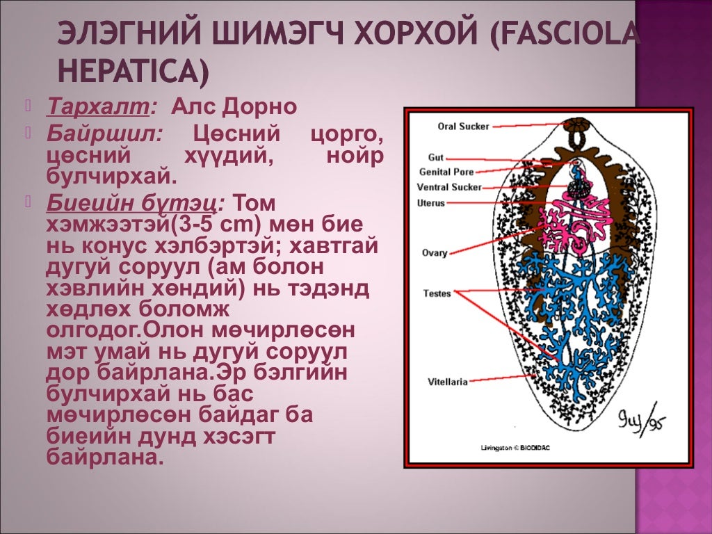 Хавтгай хорхой