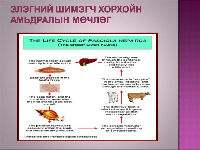 Хавтгай хорхой