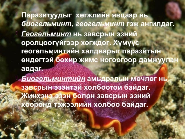 Хавтгай хорхой