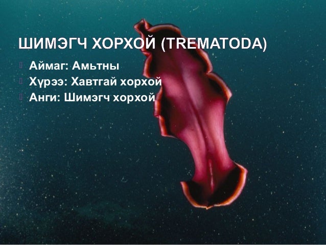 Хавтгай хорхой