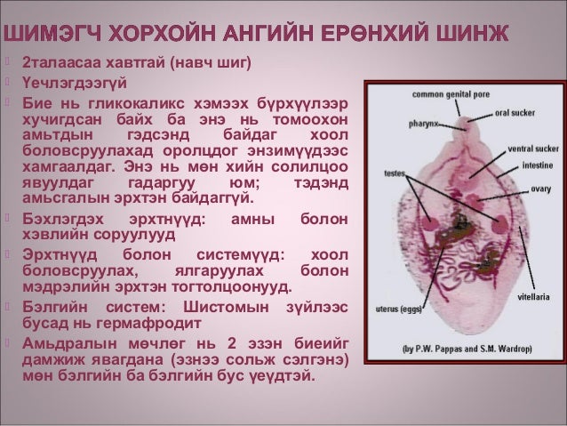 Хавтгай хорхой