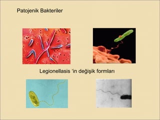 Legionellasis ‘in değişik formları
Patojenik Bakteriler
 