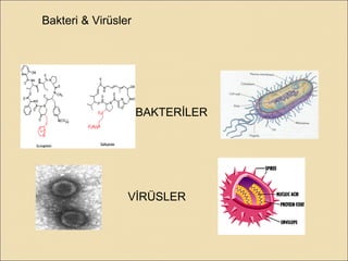 Bakteri & Virüsler
VİRÜSLER
BAKTERİLER
 