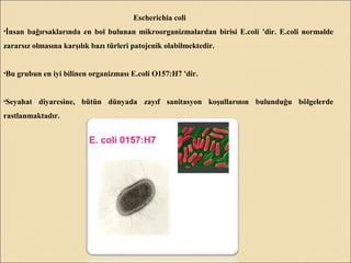 Escherichia coli
•İnsan bağırsaklarında en bol bulunan mikroorganizmalardan birisi E.coli 'dir. E.coli normalde
zararsız olmasına karşılık bazı türleri patojenik olabilmektedir.
•Bu grubun en iyi bilinen organizması E.coli O157:H7 'dir.
•Seyahat diyaresine, bütün dünyada zayıf sanitasyon koşullarının bulunduğu bölgelerde
rastlanmaktadır.
 