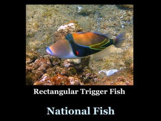 Rectangular Trigger Fish

   National Fish
 