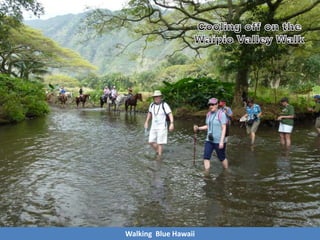 Walking Blue Hawaii
 