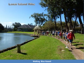 Walking Blue Hawaii
 