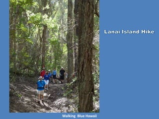 Walking Blue Hawaii
 