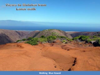 Walking Blue Hawaii
 
