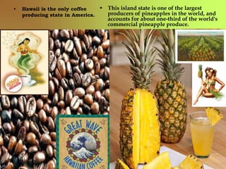 • Hawaii is the only coffee 
producing state in America. 
• This island state is one of the largest 
producers of pineapples in the world, and 
accounts for about one-third of the world's 
commercial pineapple produce. 
1 
 