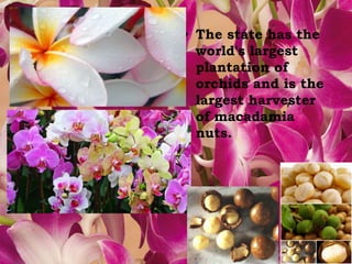 • The state has the 
world's largest 
plantation of 
orchids and is the 
largest harvester 
of macadamia 
nuts. 
 