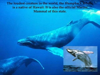 The loudest creature in the world, the Humpback Whale, 
is a native of Hawaii. It is also the official Marine 
Mammal of this state. 
 