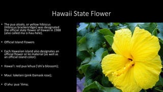Hawaii State Flower
• The pua aloalo, or yellow hibiscus
(Hibiscus brackenridgei) was designated
the official state flower of Hawaii in 1988
(also called ma`o-hau-hele).
• Official Island Flowers
• Each Hawaiian island also designates an
official flower or lei material (as well as
an official island color):
• Hawai'i: red pua lehua ('ohi'a blossom);
• Maui: lokelani (pink Damask rose);
• O'ahu: pua 'ilima;
 
