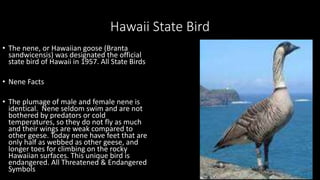 Hawaii State Bird
• The nene, or Hawaiian goose (Branta
sandwicensis) was designated the official
state bird of Hawaii in 1957. All State Birds
• Nene Facts
• The plumage of male and female nene is
identical. Nene seldom swim and are not
bothered by predators or cold
temperatures, so they do not fly as much
and their wings are weak compared to
other geese. Today nene have feet that are
only half as webbed as other geese, and
longer toes for climbing on the rocky
Hawaiian surfaces. This unique bird is
endangered. All Threatened & Endangered
Symbols
 