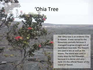 ‘Ohia Tree



         The ‘Ohia tree is an endemic tree
         in Hawaii. It was sacred to the
         Hawaiians partially because it
         managed to grow straight out of
         hard black lava rock. The flowers
         are used in leis as well as the
         leaves. The wood was used in
         many ways by the Hawaiian
         because it is dense and very
         hard. It’s the official flower of the
         island of Hawaii.
 