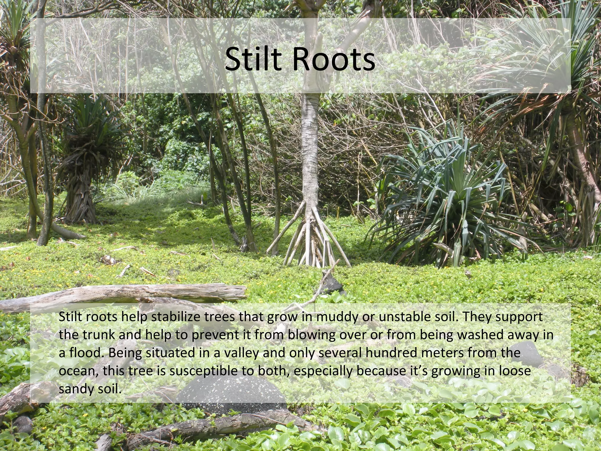 Stilt Roots




Stilt roots help stabilize trees that grow in muddy or unstable soil. They support
the trunk and help to prevent it from blowing over or from being washed away in
a flood. Being situated in a valley and only several hundred meters from the
ocean, this tree is susceptible to both, especially because it’s growing in loose
sandy soil.
 