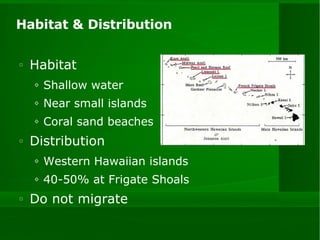 Habitat & Distribution Habitat Shallow water Near small islands Coral sand beaches Distribution Western Hawaiian islands 40-50% at Frigate Shoals Do not migrate 