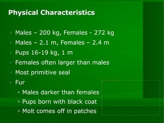 Physical Characteristics Males – 200 kg, Females - 272 kg Males – 2.1 m, Females – 2.4 m Pups 16-19 kg, 1 m Females often larger than males Most primitive seal Fur Males darker than females Pups born with black coat Molt comes off in patches 