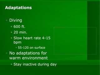 Adaptations Diving 600 ft. 20 min. Slow heart rate 4-15 bpm 55-120 on surface No adaptations for warm environment Stay inactive during day 
