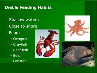 Diet & Feeding Habits Shallow waters Close to shore Food: Octopus Crayfish Reef fish Eels Lobster 