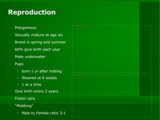 Reproduction Polygamous Sexually mature at age six Breed in spring and summer 60% give birth each year Mate underwater Pups born 1 yr after mating Weaned at 6 weeks 1 at a time Give birth every 2 years Foster care “ Mobbing” Male to Female ratio 3:1 